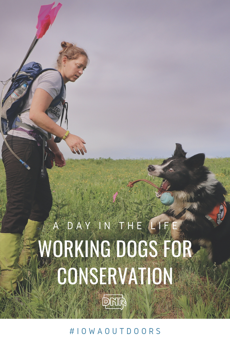 Utah, a border collie,  wiggles when he knows its time to work. He works with handler Melissa Steen to mark invasive plants on the prairie  |  #IowaOutdoors magazine